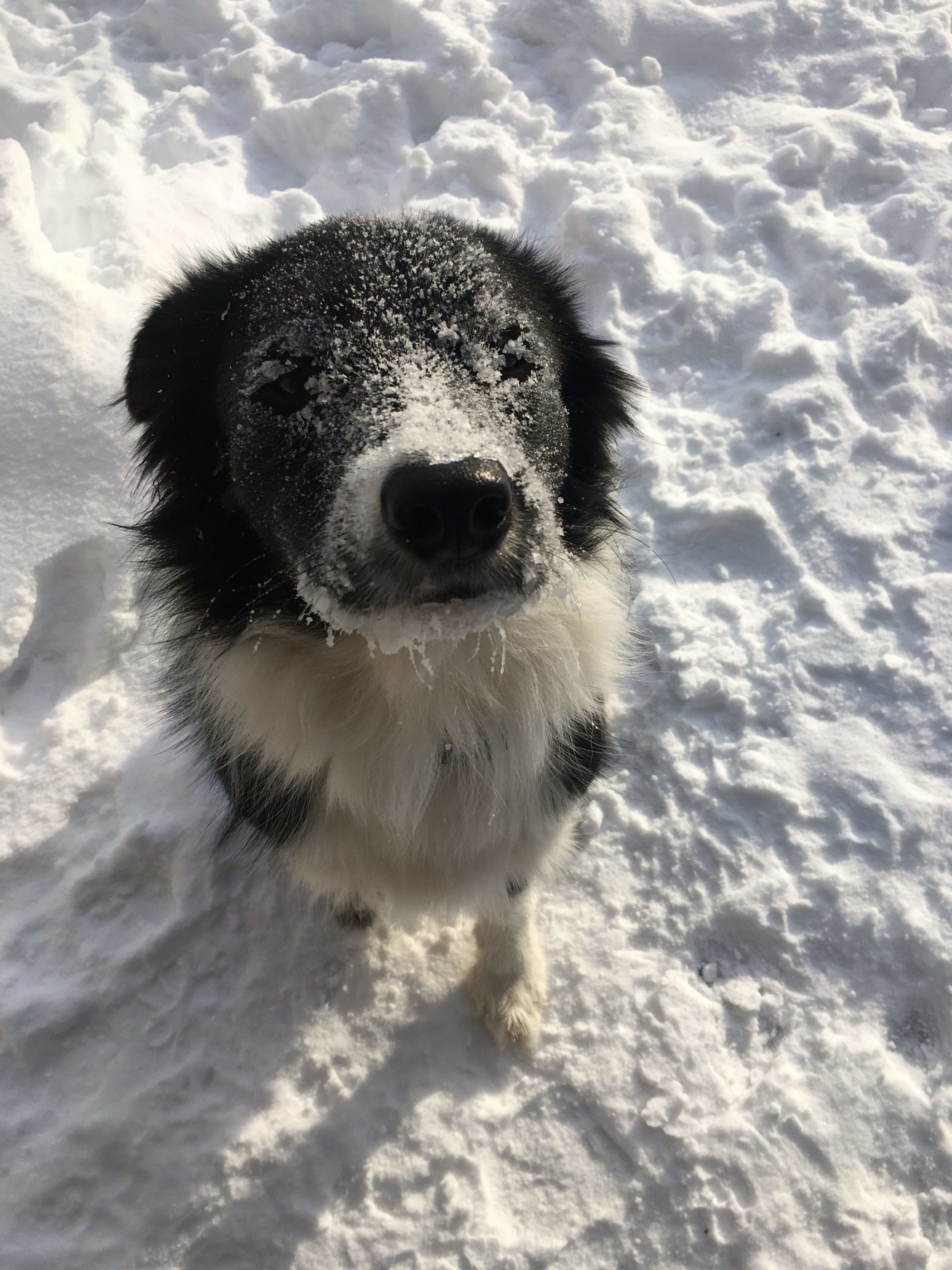 border collie in snow